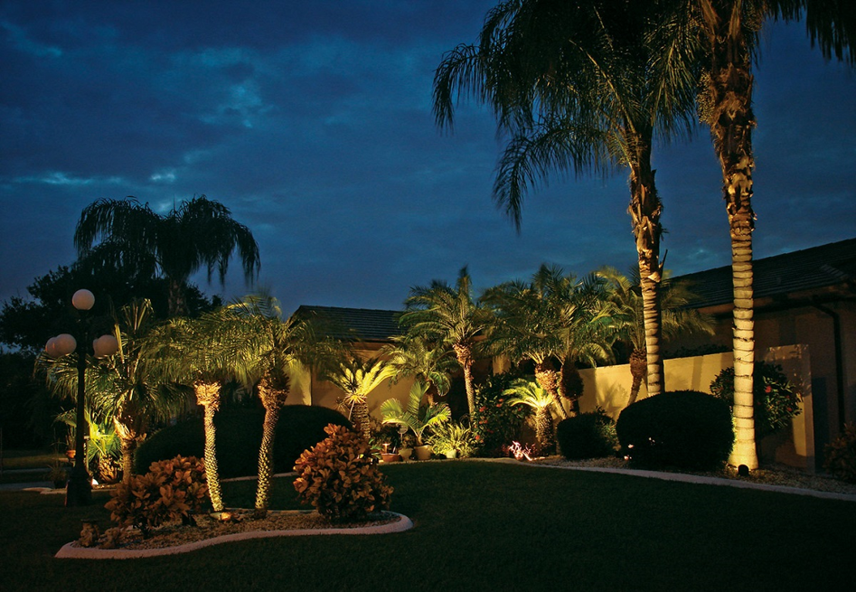 palm trees and path lighting