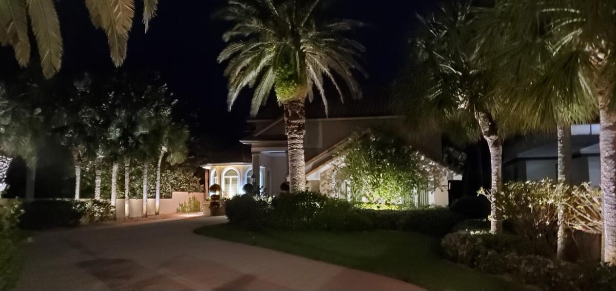 palm tree outdoor lighting