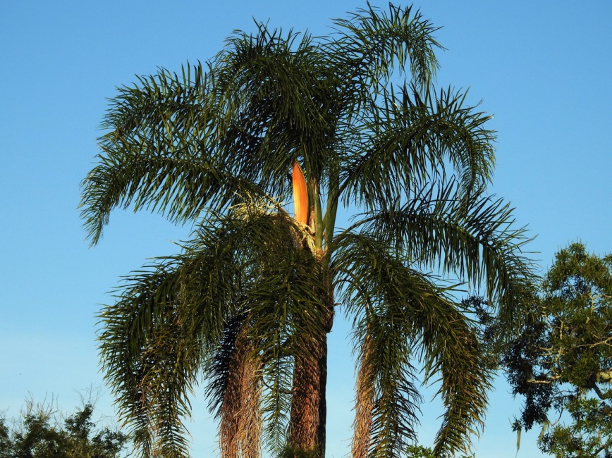 Robellini Palm Tree