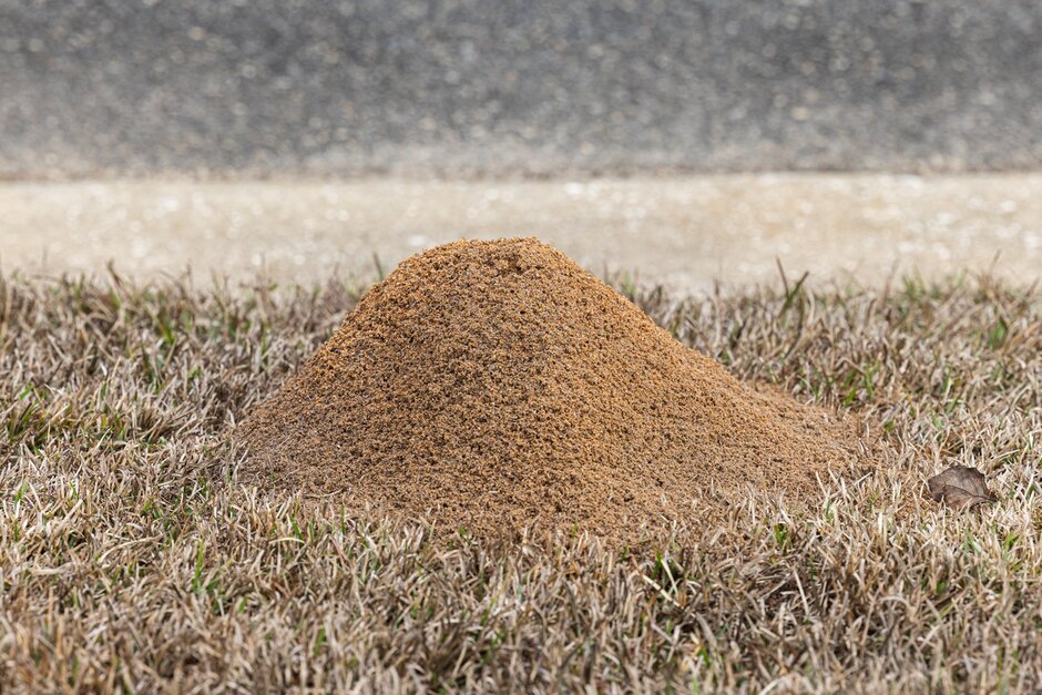 fire ants
