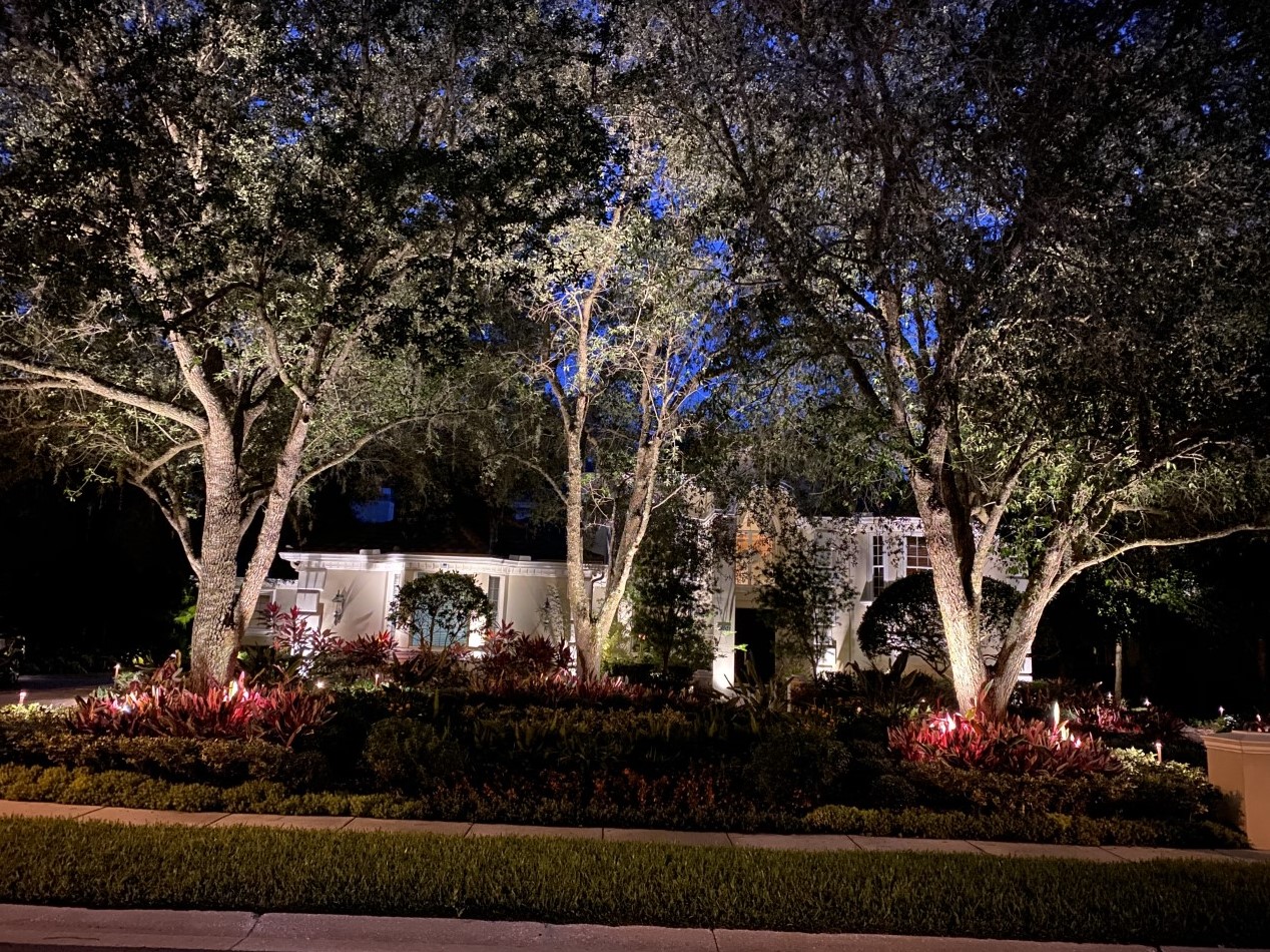 tree lights