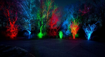 Trees with colorful landscape lights