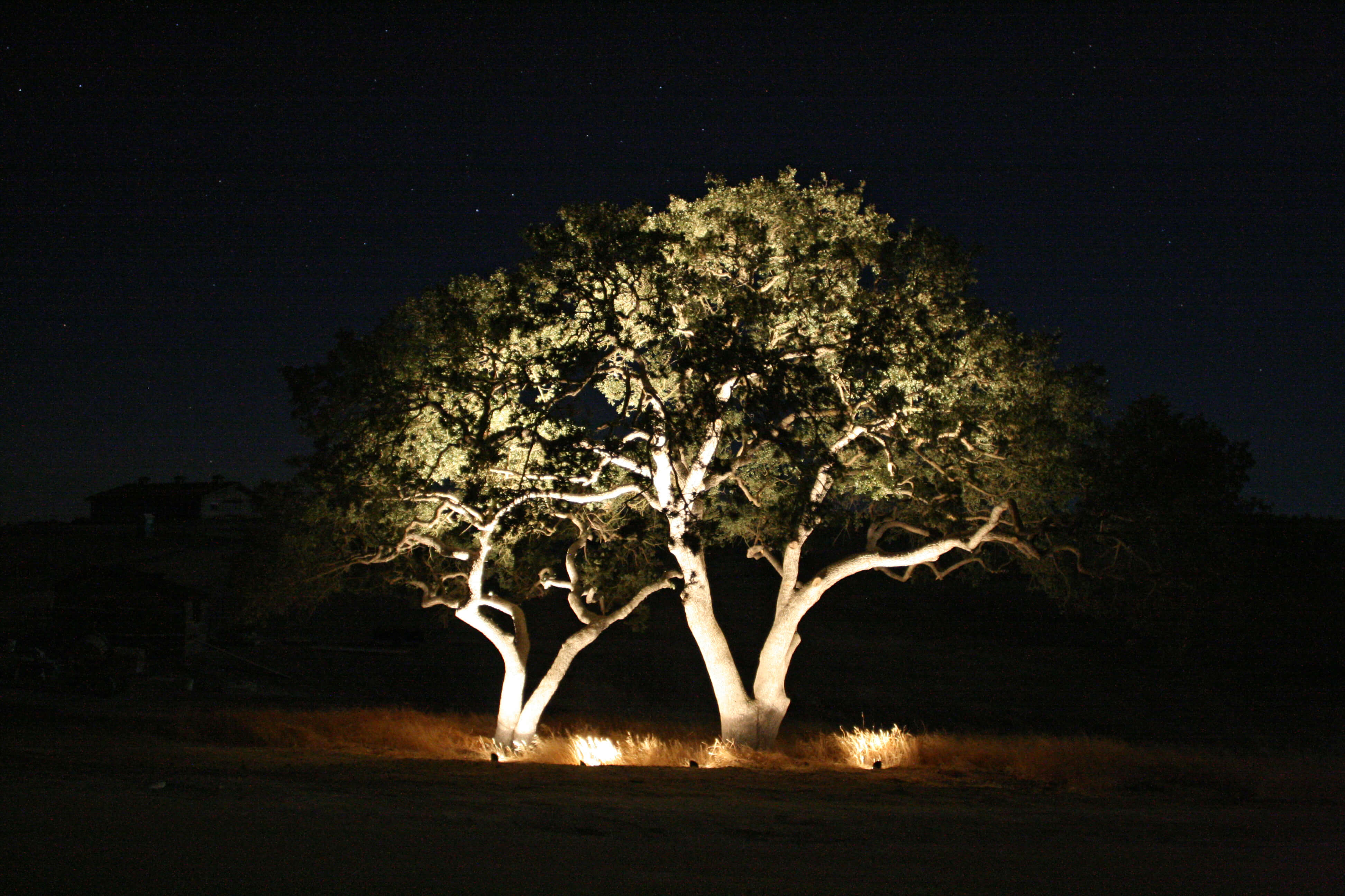 Uplighting tree