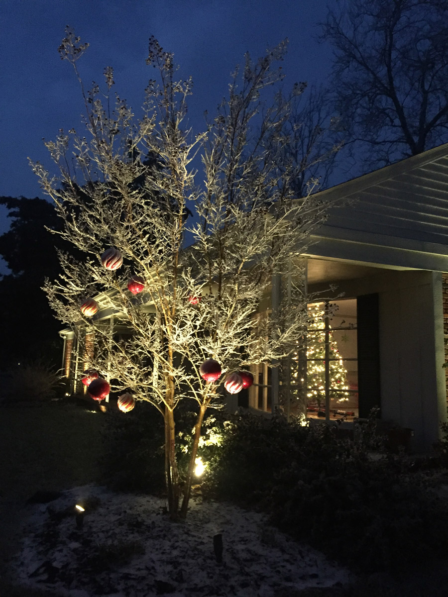 Holiday Decor Lighting in Tree