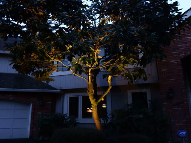 Front yard tree lit by uplighting
