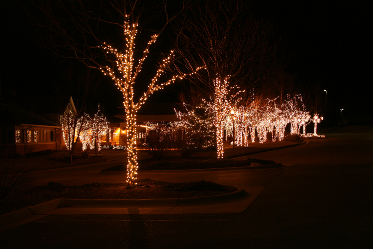 Trees with Christmas Lighting
