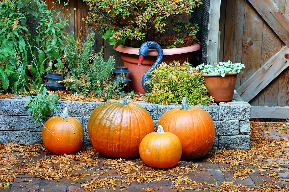 Pumpkins