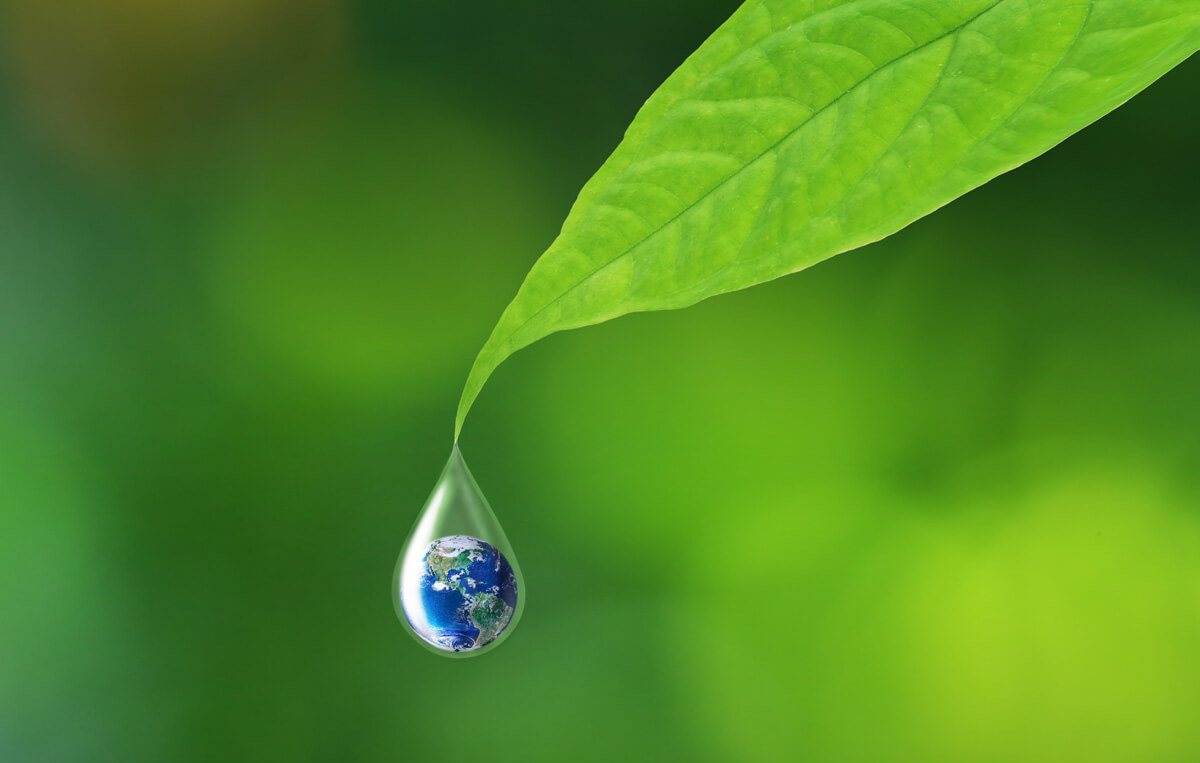 Water dripping off leaf
