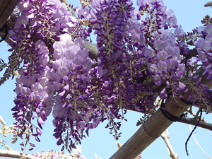 Beautiful purple flowers hanging from above