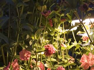 lighting fixture in plants