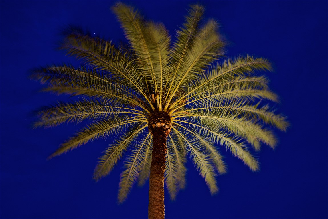 palm tree lighting