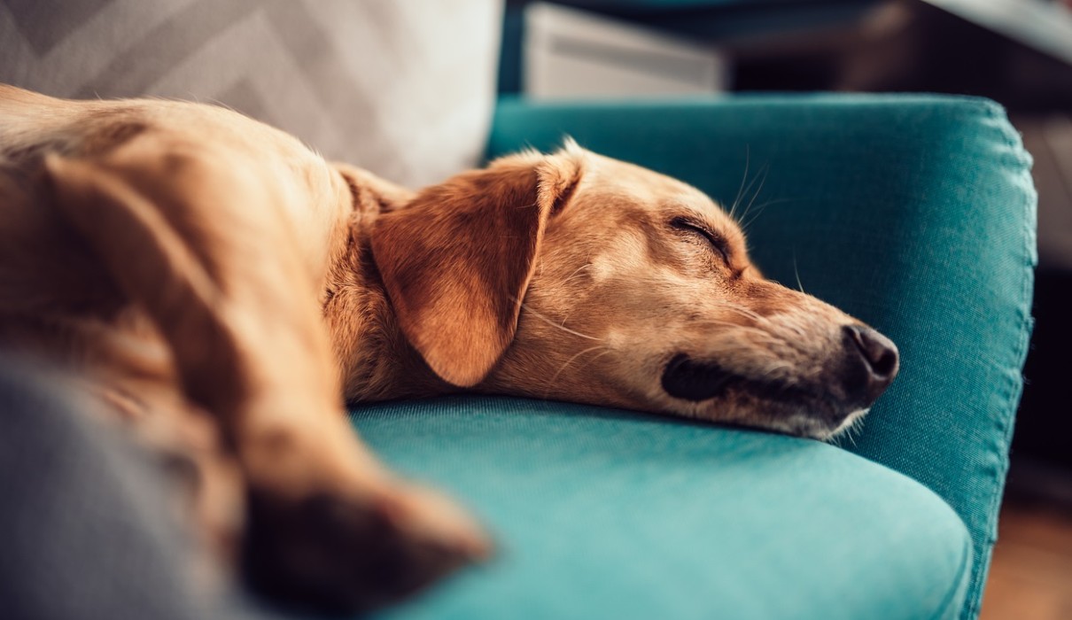 Dog laying on a couch