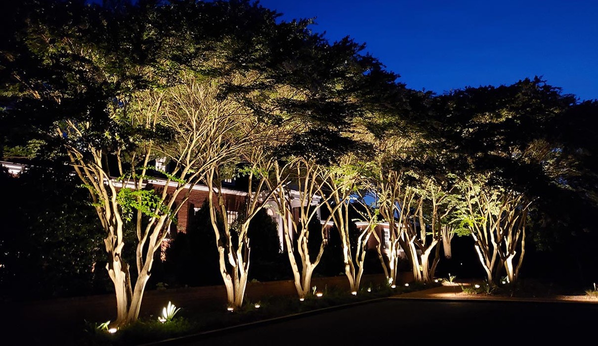 A row of trees with lights on