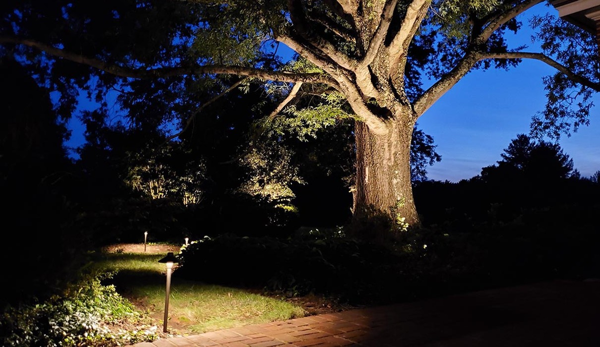 A tree with lights at night