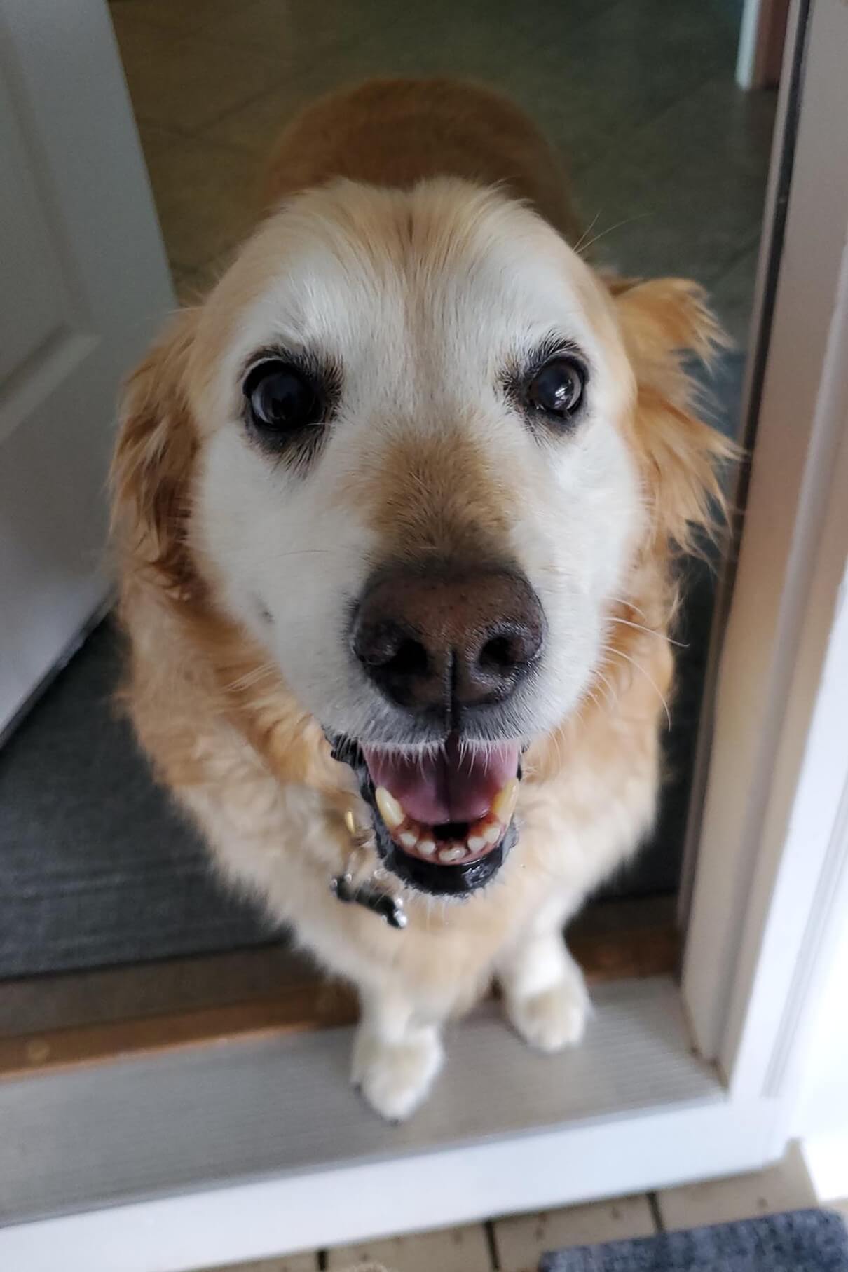 Golden Lab