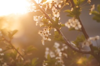 spring landscape