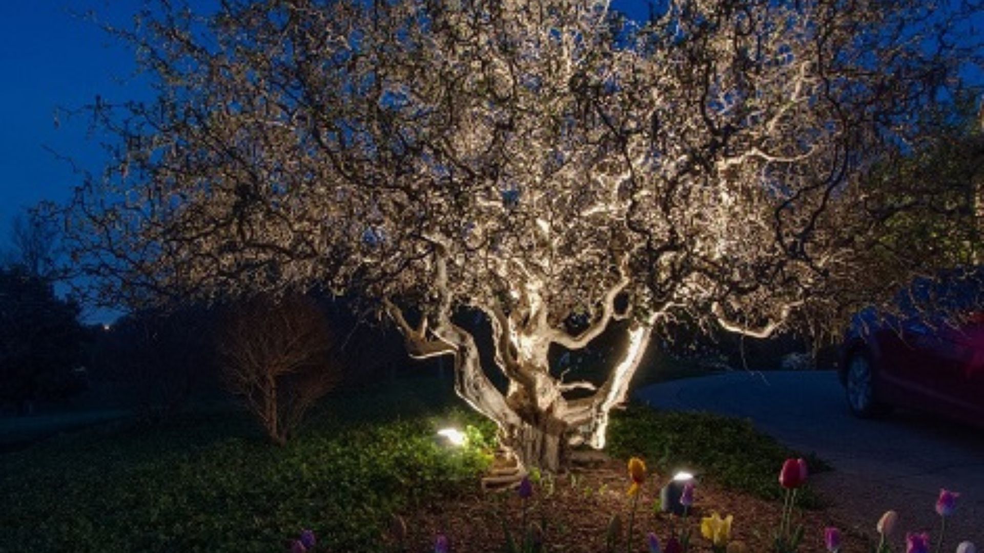 tree uplighting