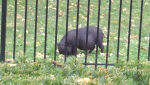Pot Belly Pig as a pet in someone's backyard