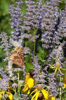 Anise Hyssop
