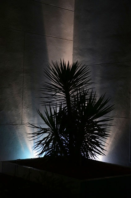 dark palm lighting