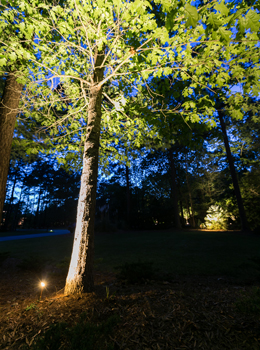 LED Tree Lighting