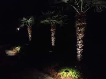 Palm trees being lit up by lights