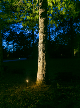 Tree Up-Lighting