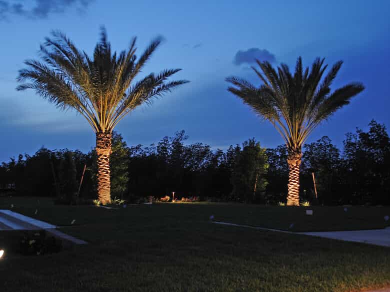 Two large palm trees with special lighting