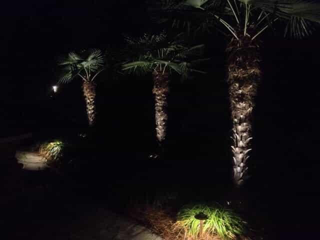 Palm Tree Lighting