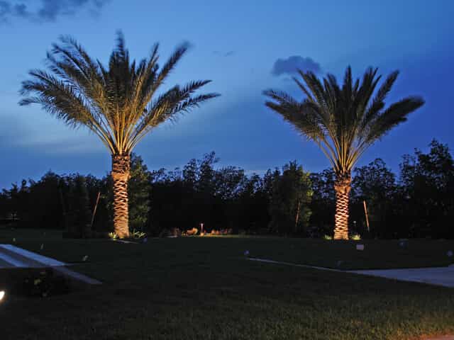 palm tree lighting 