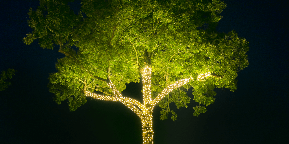 Oak Tree Lighting