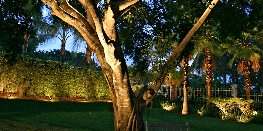 Close up of a large tree with special lighting