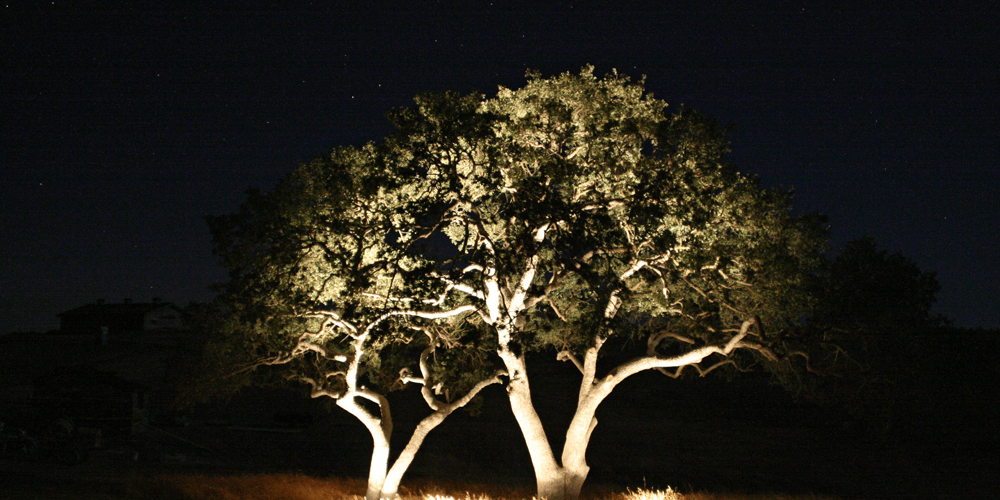 Large tree lit against a pitch black night