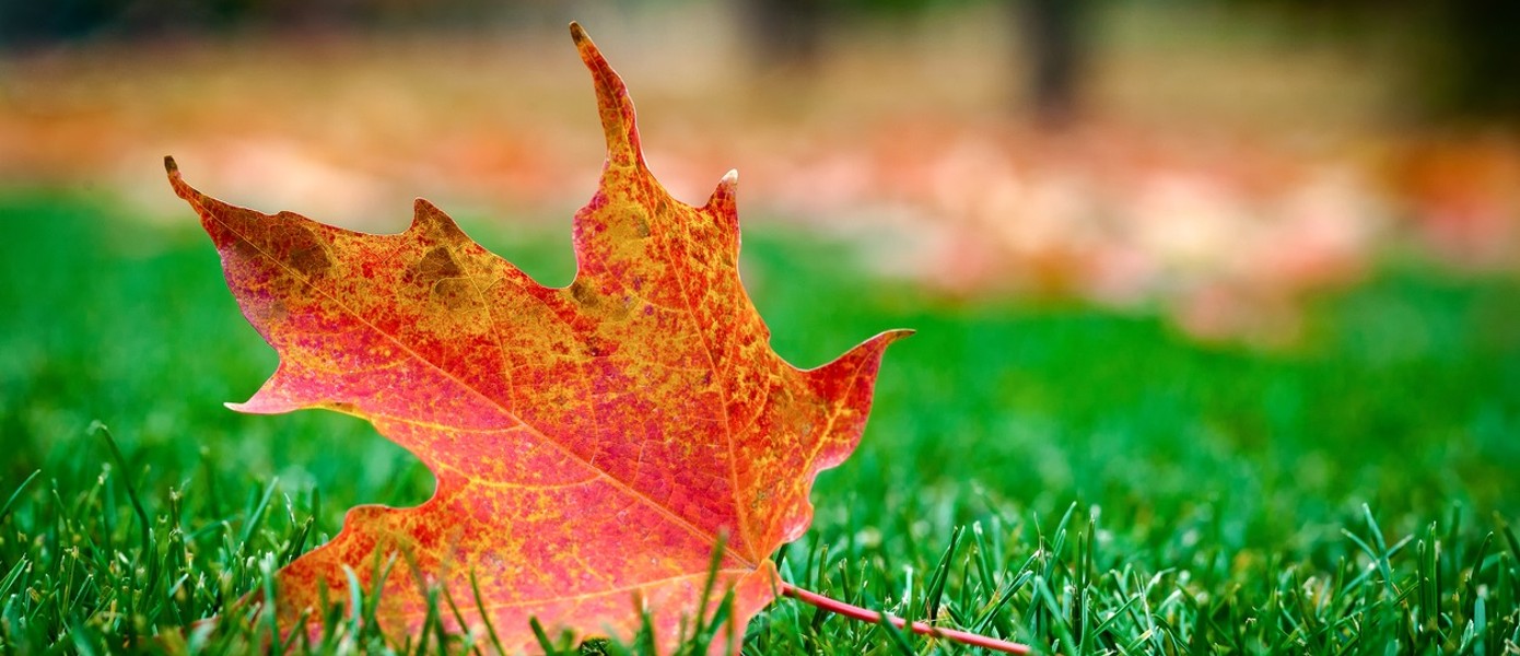 red leaf on grass