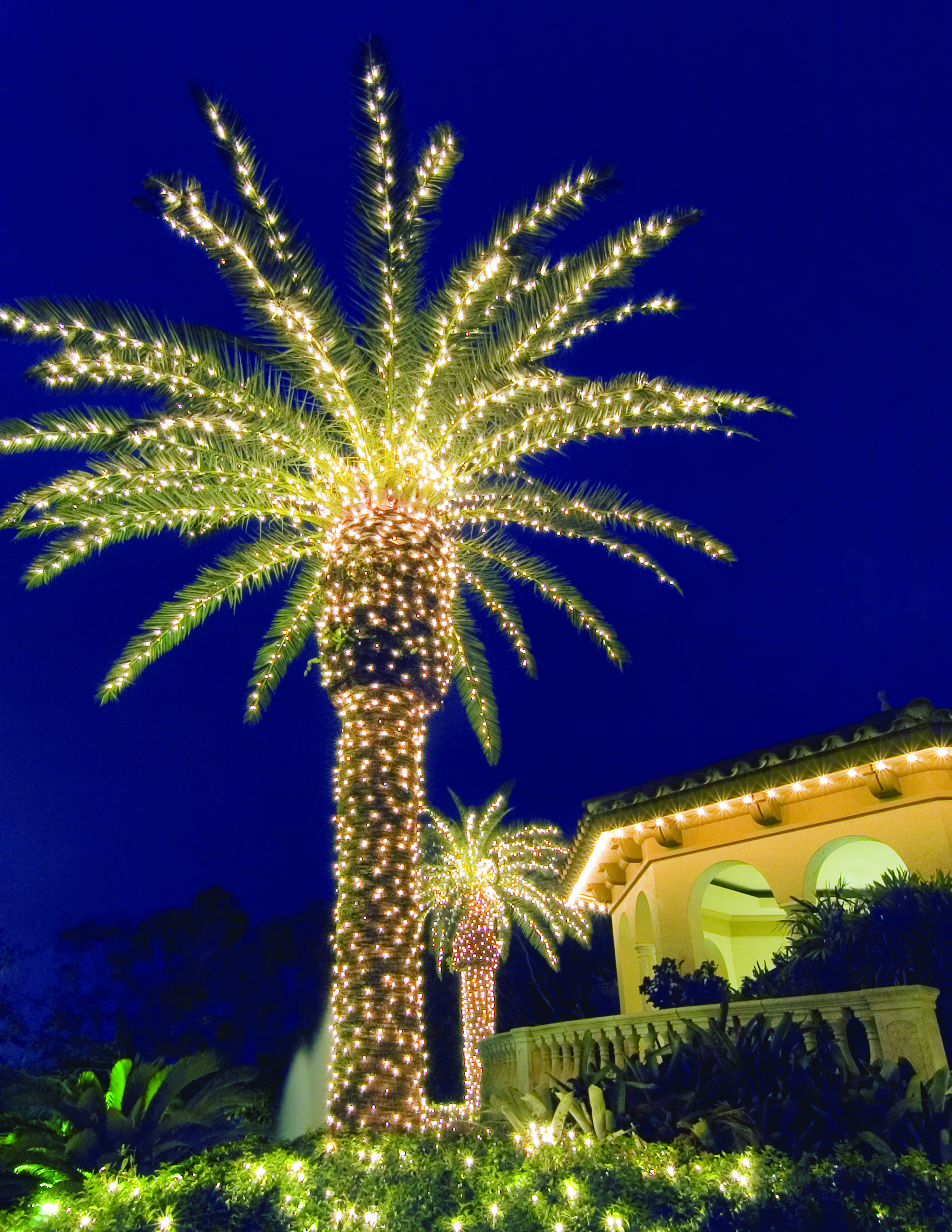 lit up palm tree
